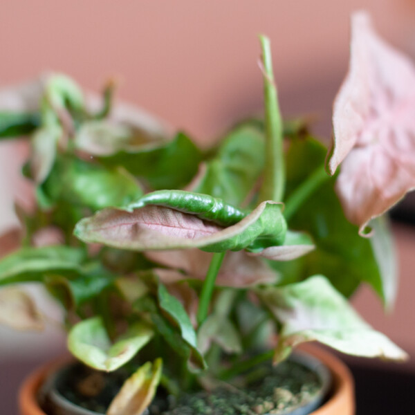 Syngonium onderhoud Syngonium onderhoud