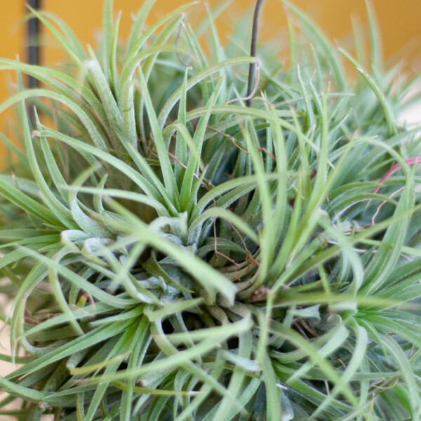 Tillandsia water geven Tillandsia water geven