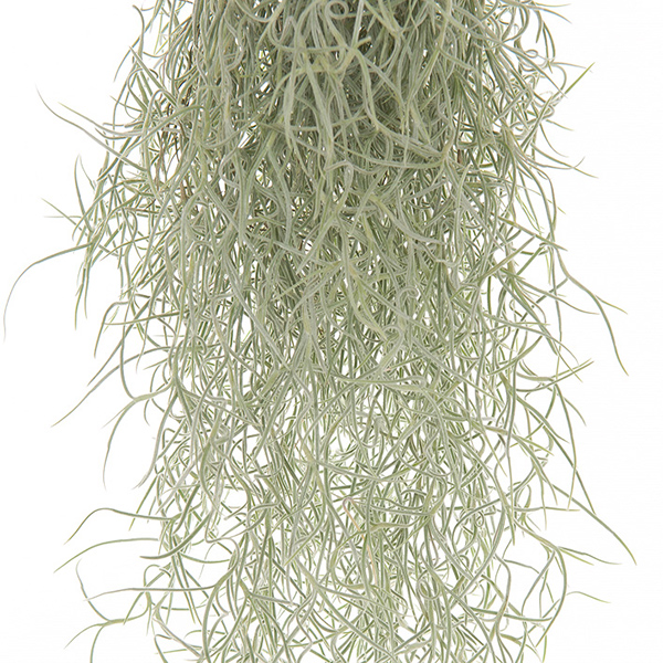 Tillandsia standplaats Tillandsia standplaats
