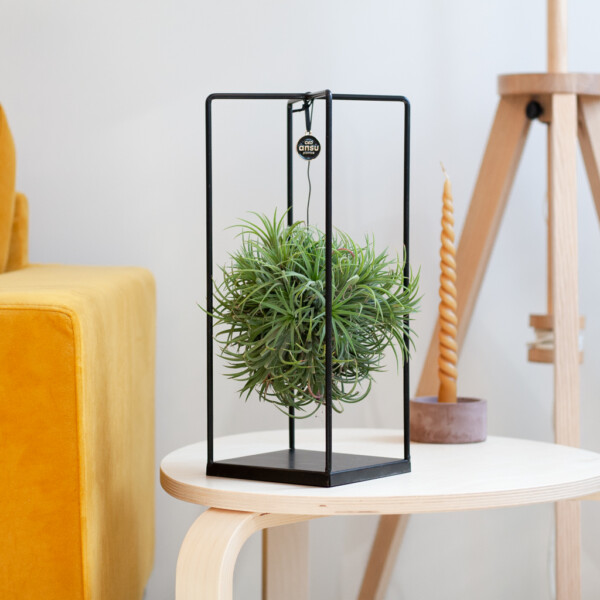 Tillandsia verpotten Tillandsia verpotten