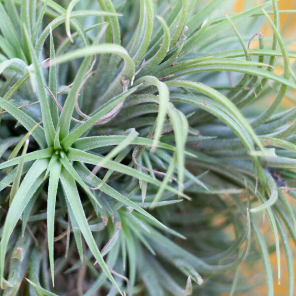 Tillandsia voeding Tillandsia voeding