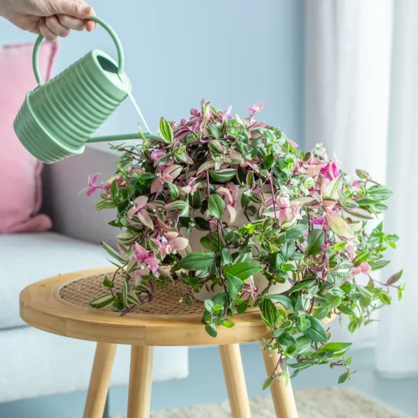 Tradescantia water geven Tradescantia water geven