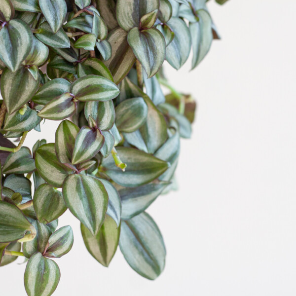 Tradescantia verpotten Tradescantia verpotten