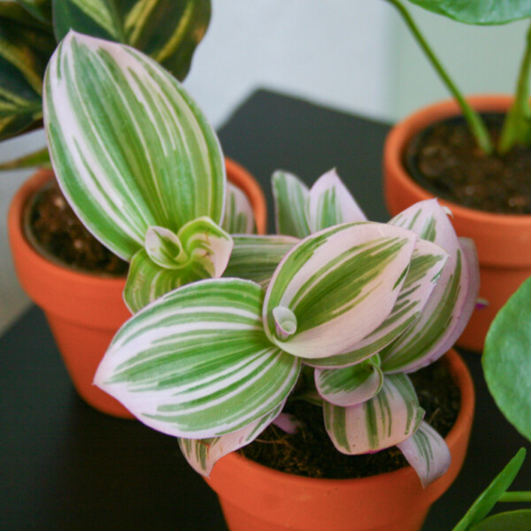 Tradescantia voeding geven Tradescantia voeding geven