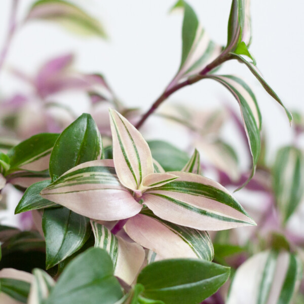 Tradescantia onderhoud Tradescantia onderhoud