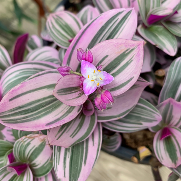 Tradescantia bloei Tradescantia bloei
