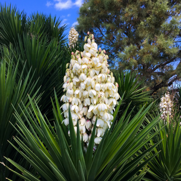 Yucca bloei Yucca bloei