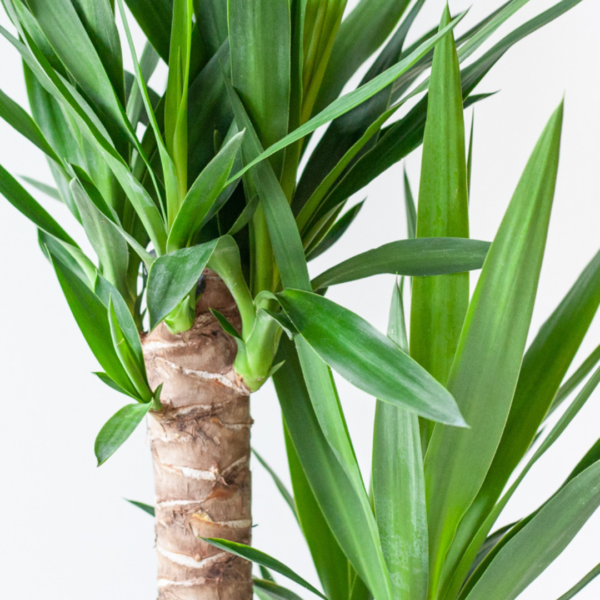 Yucca onderhoud Yucca onderhoud