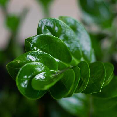 Zamioculcas onderhoud Zamioculcas onderhoud