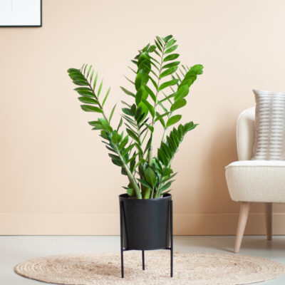 Zamioculcas verpotten Zamioculcas verpotten