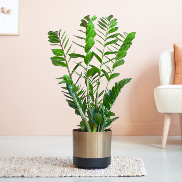 Zamioculcas standplaats Zamioculcas standplaats