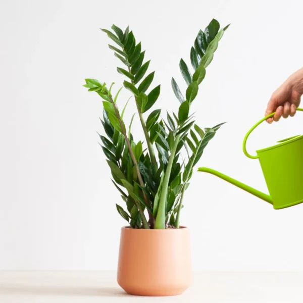 Zamioculcas water geven Zamioculcas water geven