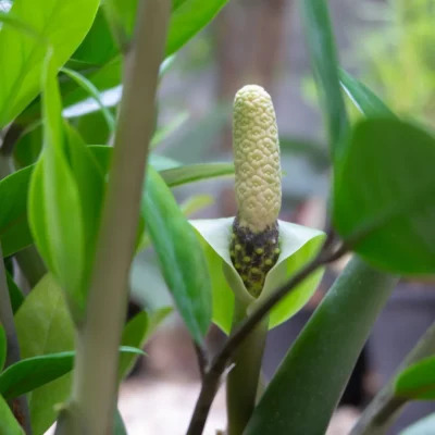 Zamioculcas bloei Zamioculcas bloei