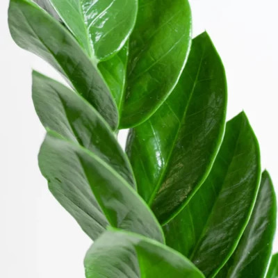 Zamioculcas voeding geven Zamioculcas voeding geven