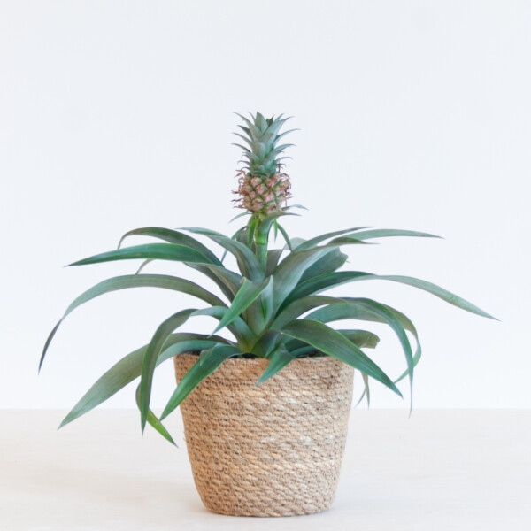 Ananasplant onderhoud Ananasplant onderhoud