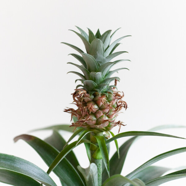Ananasplant bloei Ananasplant bloei