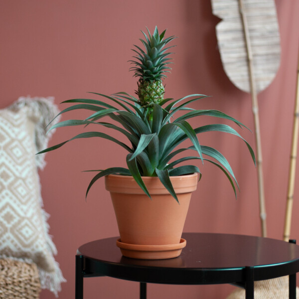 Ananasplant voeding geven Ananasplant voeding geven