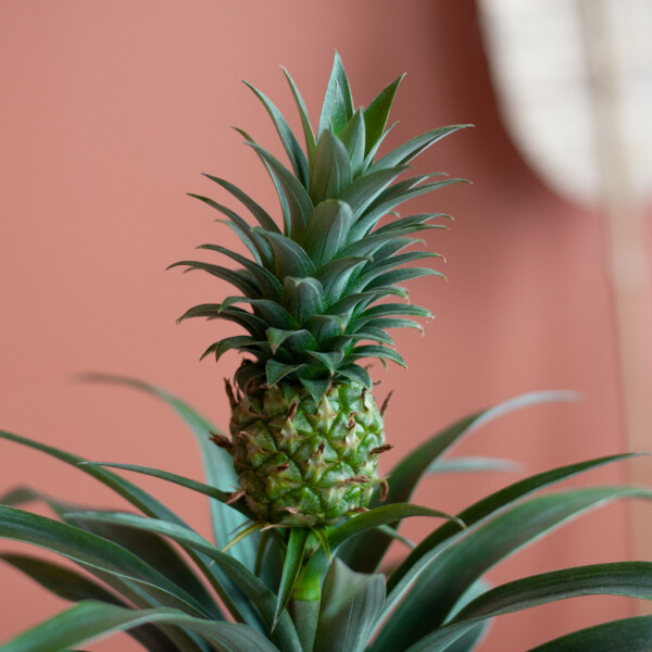 Ananasplant verpotten Ananasplant verpotten