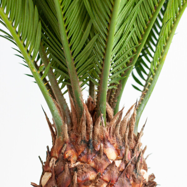 Cycas Revoluta verpotten Cycas Revoluta verpotten