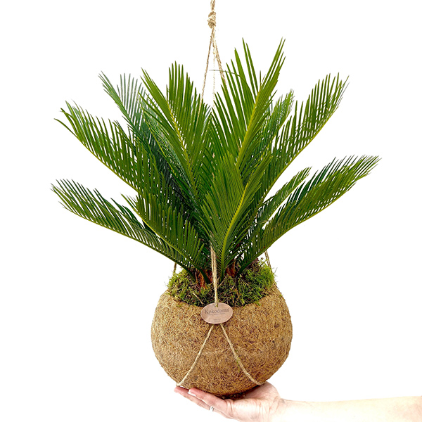 Cycas Revoluta voeding Cycas Revoluta voeding