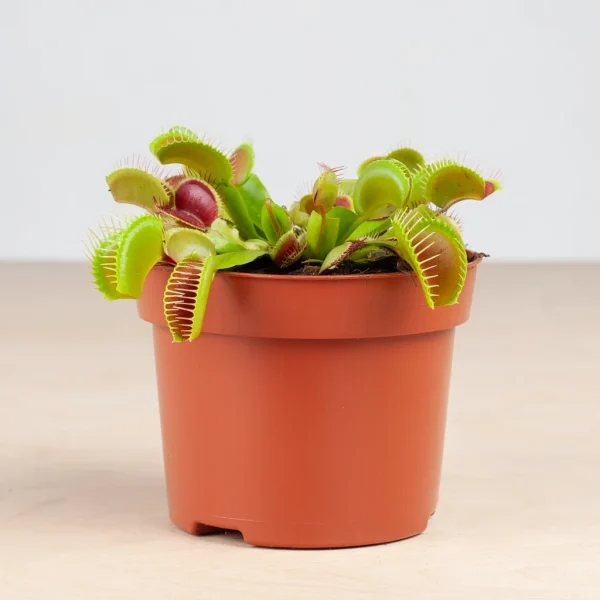 Dionaea Muscipula water geven