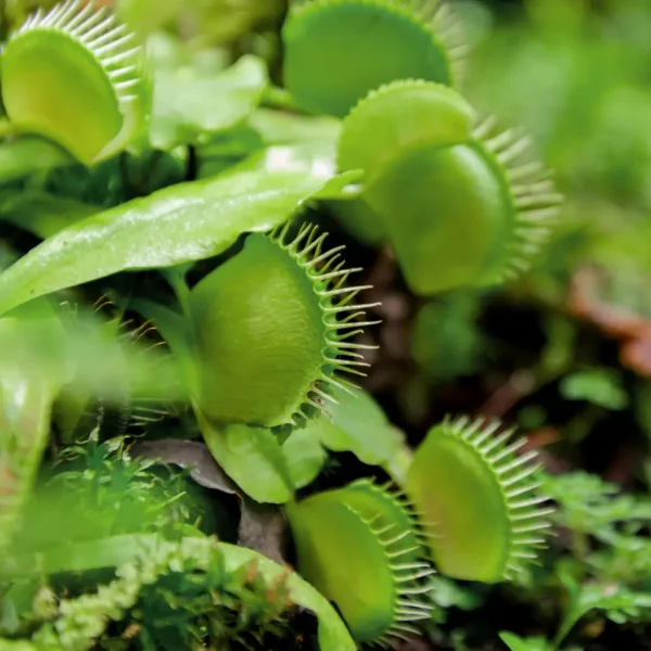 Dionaea Muscipula verpotten
