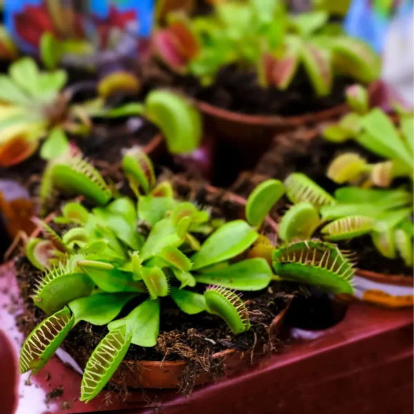 Dionaea Muscipula voeding