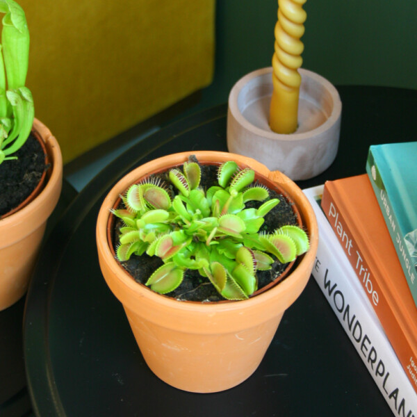 Dionaea Muscipula stekken
