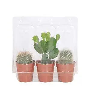 cactus mini blister