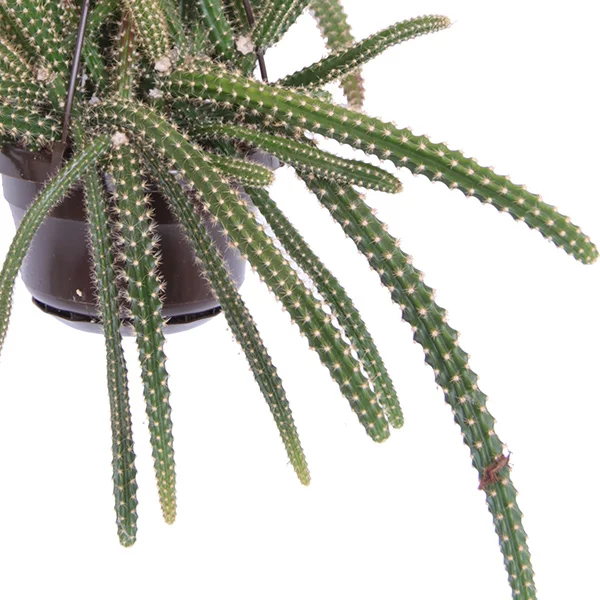 Aporocactus-maliisonii-14-blad