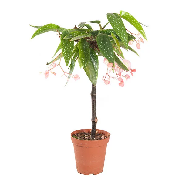Begonia Tamaya