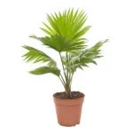 Livistona palm