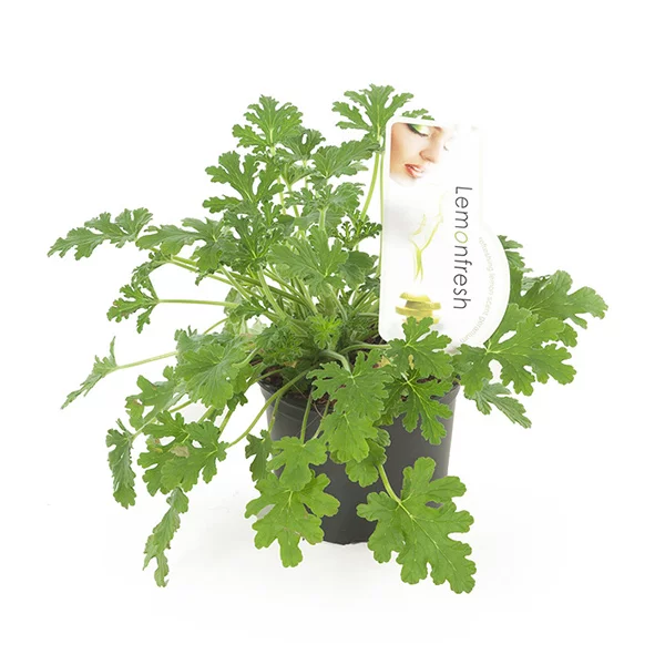 Pelargonium Graveolens - Anti-muggenplant - P12