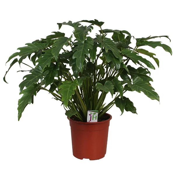 Philodendron-xanadu-21