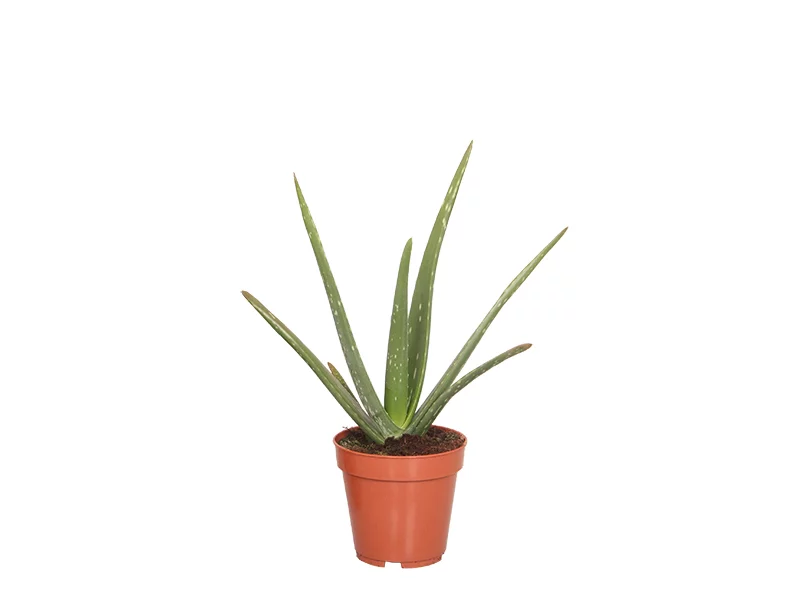 Aloe Vera P 12 cm