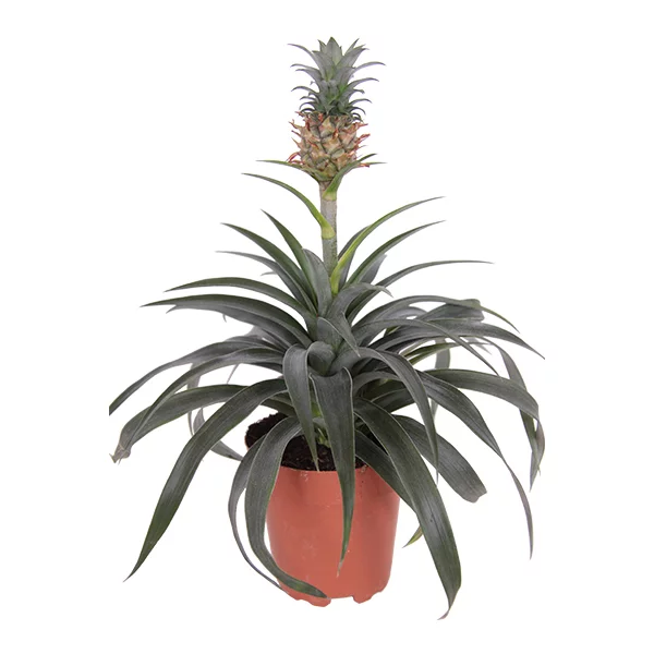 Ananasplant - P 12 cm