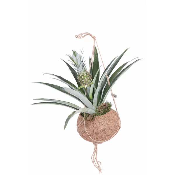 ananasplant-kokodama25