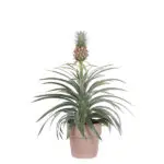 ananasplant in terracotta pot