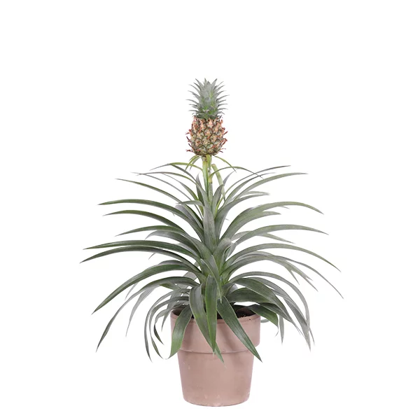 ananasplant in terracotta pot