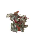 bladbegonia-amazing-cartagena12