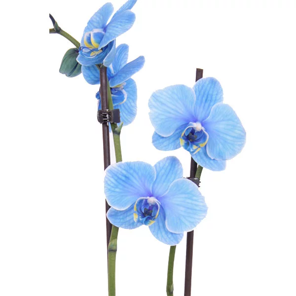 Blauwe orchidee blad