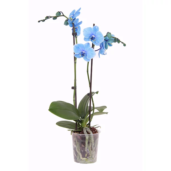 blauwe-orchidee1
