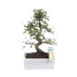 bonsai-easy-care
