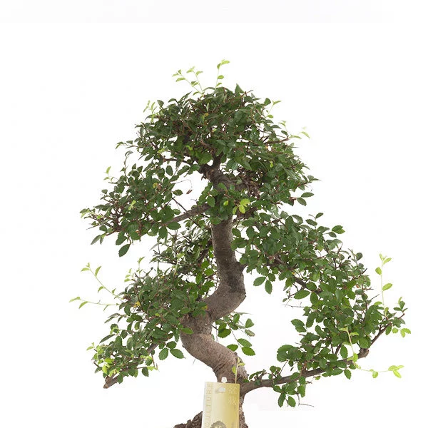 bonsai easycare