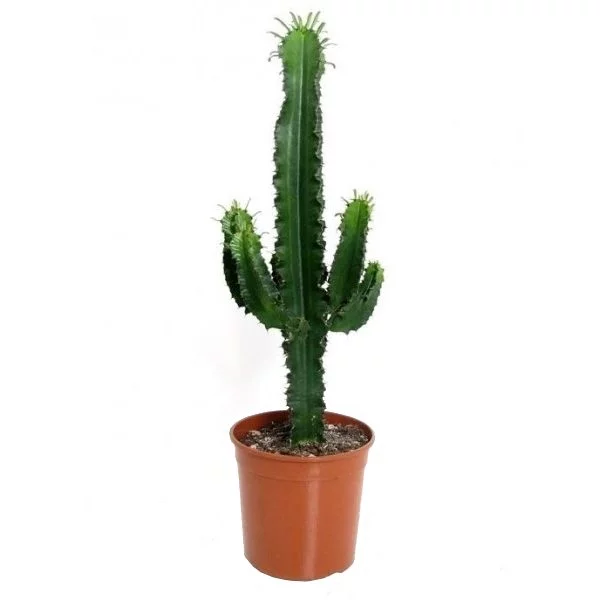 Cactus euphorbia