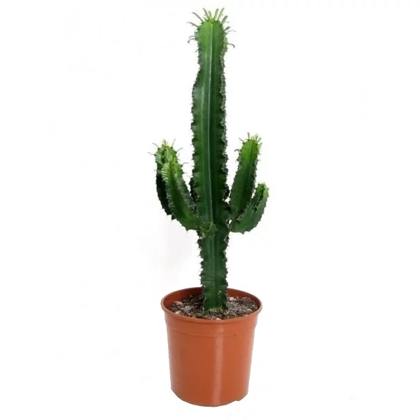 cactus-19