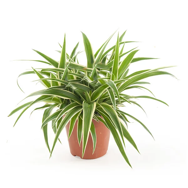 Graslelie (Chlorophytum comosum) - P 12 cm