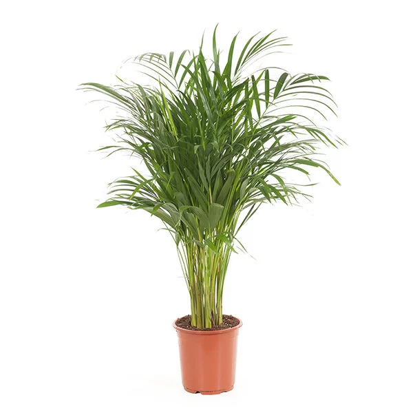 Chrysalidocarpus areca palm