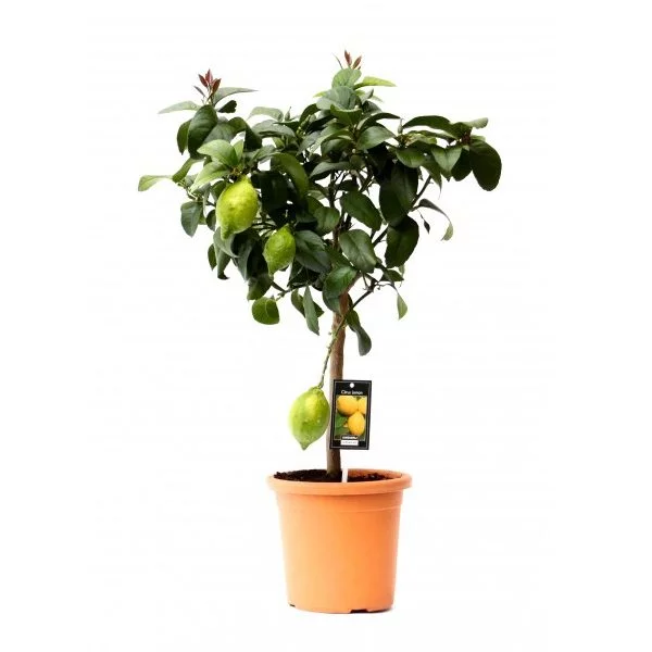 veel plezier erven Prik Citroenplant (Citrus Lemon) P 19 cm kopen? - Plantje.nl