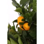 citrus-calamondin-19-zoom